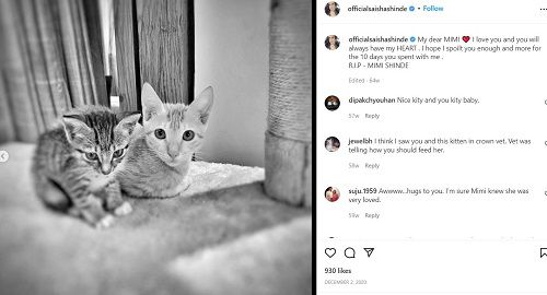 सायशा शिंदे की इंस्टाग्राम पोस्ट उनकी बिल्लियों के बारे में