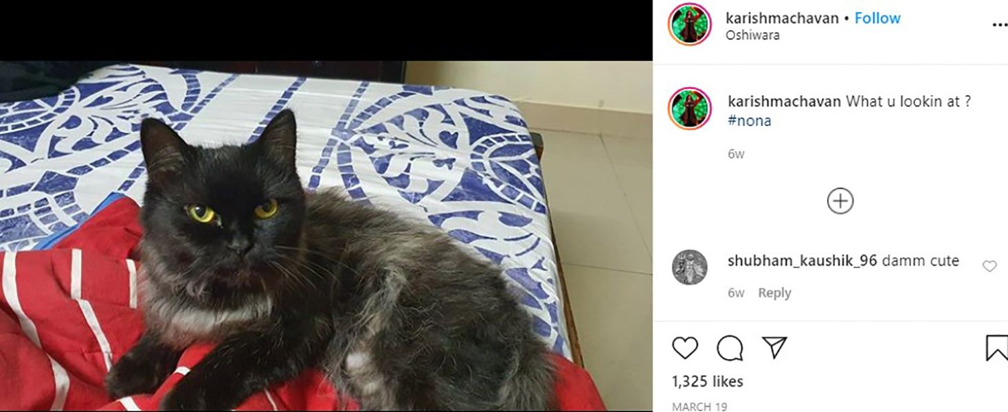 करिश्मा चव्हाण की इंस्टाग्राम पोस्ट उनकी बिल्ली के बारे में बात कर रही है
