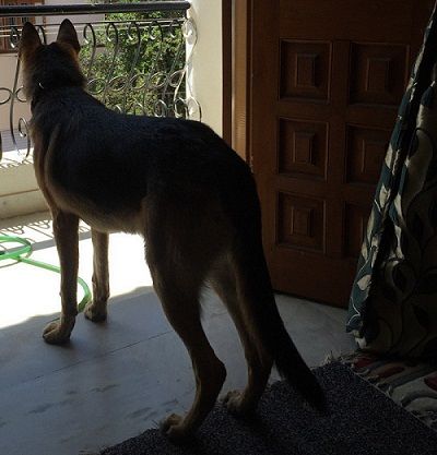 रोमियो, रुबिका लियाकत का पालतू कुत्ता